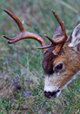 Odocoileus hemionus